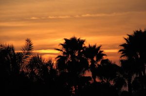 Sunset_behind_palm_trees