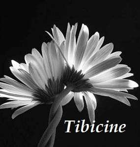 Tibicine